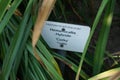 Hemerocallis x hybr. \'Corky\' grows in July. Potsdam, Germany Royalty Free Stock Photo