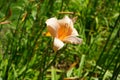 Hemerocallis x hybr. \'Perlmutt\' grows in July. Potsdam, Germany Royalty Free Stock Photo