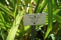 Hemerocallis x hybr. \'Perlmutt\' grows in July. Potsdam, Germany Royalty Free Stock Photo