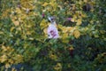 Hibiscus syriacus \'Souvenir de Charles Breton\' blooms with pink-purple flowers with red veins in September. Royalty Free Stock Photo