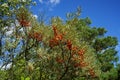 Hippophae rhamnoides grows in September. Berlin, Germany