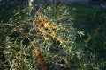 Hippophae rhamnoides grows in September. Berlin, Germany