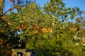 Hippophae rhamnoides grows in September. Berlin, Germany