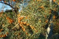 Hippophae rhamnoides grows in September. Berlin, Germany