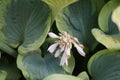 Hosta, syn. Funkia, with variegated leaves blooms in June. Berlin, Germany Royalty Free Stock Photo