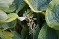 Hosta, syn. Funkia, with variegated leaves blooms in June. Berlin, Germany Royalty Free Stock Photo