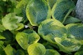 Hosta, syn. Funkia, with variegated leaves blooms in June. Berlin, Germany Royalty Free Stock Photo