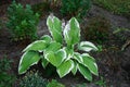 Hosta x fortunei \'Francee\' with variegated leaves blooms purple in July. Berlin, Germany Royalty Free Stock Photo