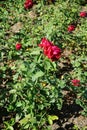 Hybrid tea rose, Rosa \'Burgund 81\' blooms with bright blood red with velvet sheen flowers in July in the park.
