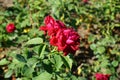 Hybrid tea rose, Rosa \'Burgund 81\' blooms with bright blood red with velvet sheen flowers in July in the park.