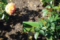 Hybrid tea rose, Rosa \'Henrietta\', blooms with yellow to red flowers in July in the park. Berlin, Germany