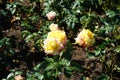 Hybrid tea rose, Rosa \'Henrietta\', blooms with yellow to red flowers in July in the park. Berlin, Germany