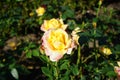 Hybrid tea rose, Rosa \'Henrietta\', blooms with yellow to red flowers in July in the park. Berlin, Germany