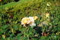 Hybrid tea rose, Rosa \'Henrietta\', blooms with yellow to red flowers in July in the park. Berlin, Germany