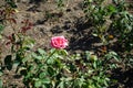 Hybrid tea rose, Rosa \'Mondiale\', blooms with subtle salmon pink flowers in July in the park. Berlin, Germany Royalty Free Stock Photo