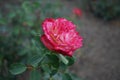 Hybrid tea rose, Rosa \'Neue Revue\', blooms with yellowish white inside, with a scarlet border flowers in July
