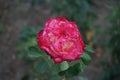 Hybrid tea rose, Rosa \'Neue Revue\', blooms with yellowish white inside, with a scarlet border flowers in July