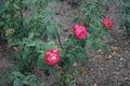 Hybrid tea rose, Rosa \'Neue Revue\', blooms with yellowish white inside, with a scarlet border flowers in July