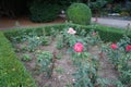 Hybrid tea rose, Rosa \'Neue Revue\', blooms with yellowish white inside, with a scarlet border flowers in July