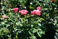 Hybrid tea rose, Rosa \'Nostalgie\', blooms with creamy white with a cherry red edge flowers in July in the park.