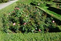 Hybrid tea rose, Rosa \'Nostalgie\', blooms with creamy white with a cherry red edge flowers in July in the park.