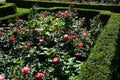 Hybrid tea rose, Rosa \'Nostalgie\', blooms with creamy white with a cherry red edge flowers in July in the park.