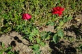 Hybrid tea rose, Rosa \'Papa Meilland\' blooms with dark red flowers in July in the park. Berlin, Germany Royalty Free Stock Photo