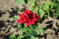 Hybrid tea rose, Rosa \'Papa Meilland\' blooms with dark red flowers in July in the park. Berlin, Germany Royalty Free Stock Photo