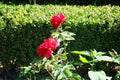 Hybrid tea rose, Rosa \'Papa Meilland\' blooms with dark red flowers in July in the park. Berlin, Germany Royalty Free Stock Photo