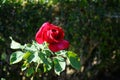 Hybrid tea rose, Rosa \'Papa Meilland\' blooms with dark red flowers in July in the park. Berlin, Germany Royalty Free Stock Photo