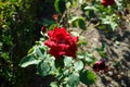 Hybrid tea rose, Rosa \'Papa Meilland\' blooms with dark red flowers in July in the park. Berlin, Germany Royalty Free Stock Photo