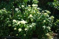 Hydrangea arborescens blooms in August. Berlin, Germany Royalty Free Stock Photo