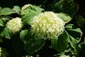 Hydrangea arborescens blooms in August. Berlin, Germany Royalty Free Stock Photo