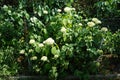 Hydrangea arborescens blooms in July. Berlin, Germany Royalty Free Stock Photo