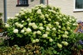 Hydrangea arborescens blooms in July. Berlin, Germany Royalty Free Stock Photo