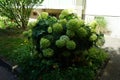 Hydrangea arborescens blooms in July. Berlin, Germany Royalty Free Stock Photo