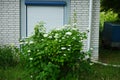 Hydrangea arborescens blooms in June in the garden. Berlin, Germany Royalty Free Stock Photo