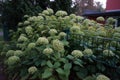 Hydrangea arborescens blooms in September. Berlin, Germany Royalty Free Stock Photo