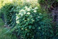 Hydrangea arborescens is a species of flowering plant in the family Hydrangeaceae. Berlin, Germany Royalty Free Stock Photo