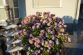 Hydrangea macrophylla blooms with pink flowers in the garden in June. Berlin, Germany Royalty Free Stock Photo