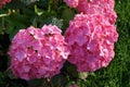 Hydrangea macrophylla blooms with pink flowers in the garden in June. Berlin, Germany Royalty Free Stock Photo