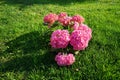 Hydrangea macrophylla blooms with pink flowers in the garden in June. Berlin, Germany Royalty Free Stock Photo