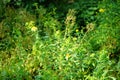 Hypericum kalmianum blooms with yellow flowers in July. Potsdam, Germany