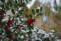 Ilex aquifolium under the snow in December. Berlin, Germany Royalty Free Stock Photo