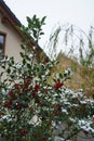 Ilex aquifolium under the snow in December. Berlin, Germany Royalty Free Stock Photo