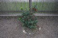 Ilex meserveae \'Blue Angel\' with red fruits grows in September. Berlin, Germany