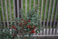 Ilex meserveae \'Blue Angel\' with red fruits grows in September. Berlin, Germany