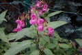 Impatiens glandulifera blooms in autumn. Berlin, Germany Royalty Free Stock Photo