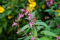 Impatiens glandulifera blooms in autumn. Berlin, Germany Royalty Free Stock Photo