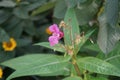 Impatiens glandulifera blooms in autumn. Berlin, Germany Royalty Free Stock Photo